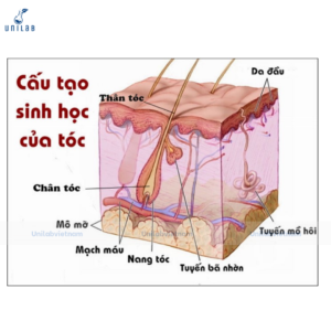 Cấu trúc sợi tóc
