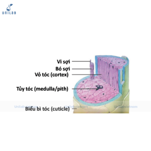 Cấu trúc sợi tóc
