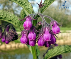 Allantoin