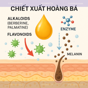 Chiết Xuất Hoàng Bá