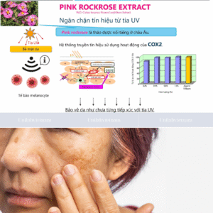 Chiết xuất hoa hồng đá