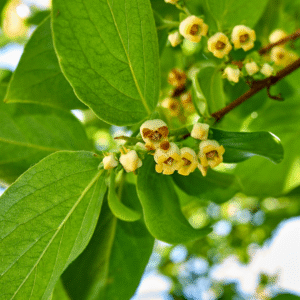 SPF Green Booster