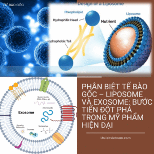 Phân Biệt Tế Bào Gốc – Liposome Và Exosome