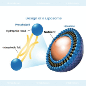 Phân Biệt Tế Bào Gốc – Liposome Và Exosome