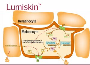 LUMISKIN™ – HOẠT CHẤT ỨC CHẾ MELANIN LÀM SÁNG DA