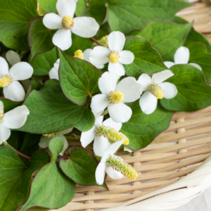 Gia công serum mụn diếp cá