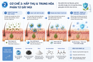 Cơ chế khử mùi hôi cơ thể