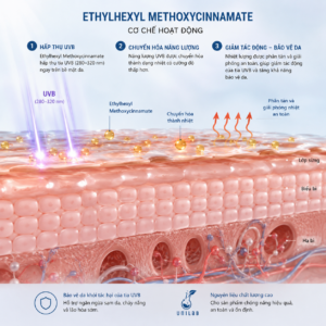 Ethylhexyl Methoxycinnamate – Hoạt Chất Chống Nắng