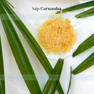 Sáp Carnauba