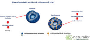 Công Nghệ Niosome Trong Mỹ Phẩm