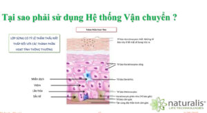 Công Nghệ Niosome Trong Mỹ Phẩm