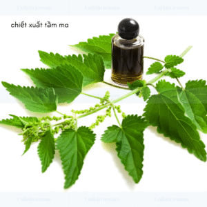 Chiết Xuất Tầm Ma